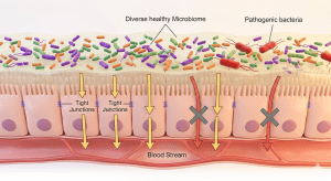 Explicaicon de la barrerra intestinal y la microbiota